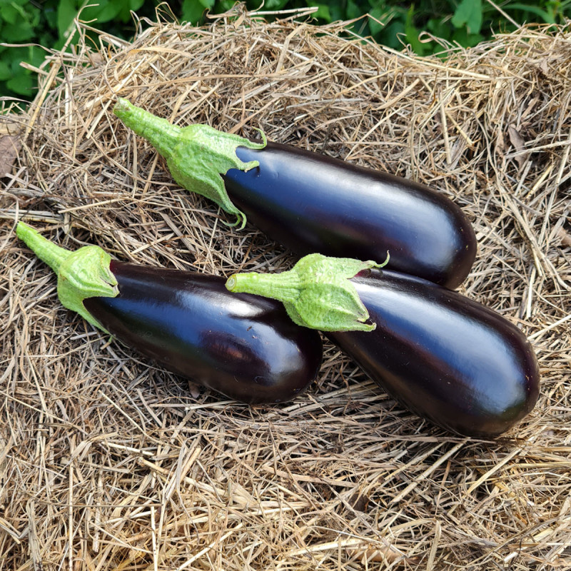 Aubergine Kazimir F1