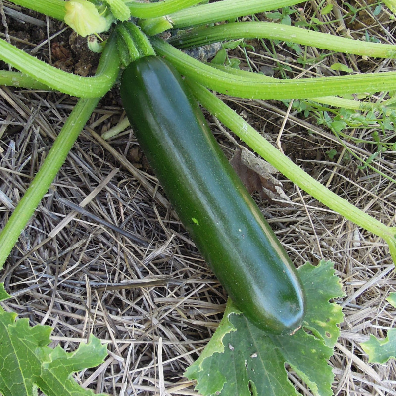 Courgette Astia F1