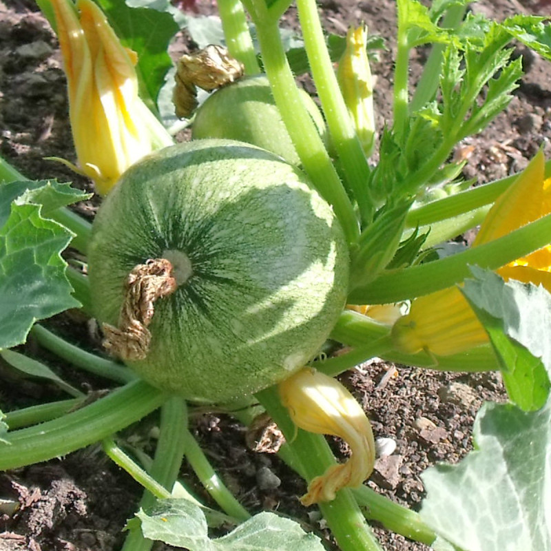 Courgette Boldenice F1