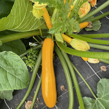 Courgette Orélia F1