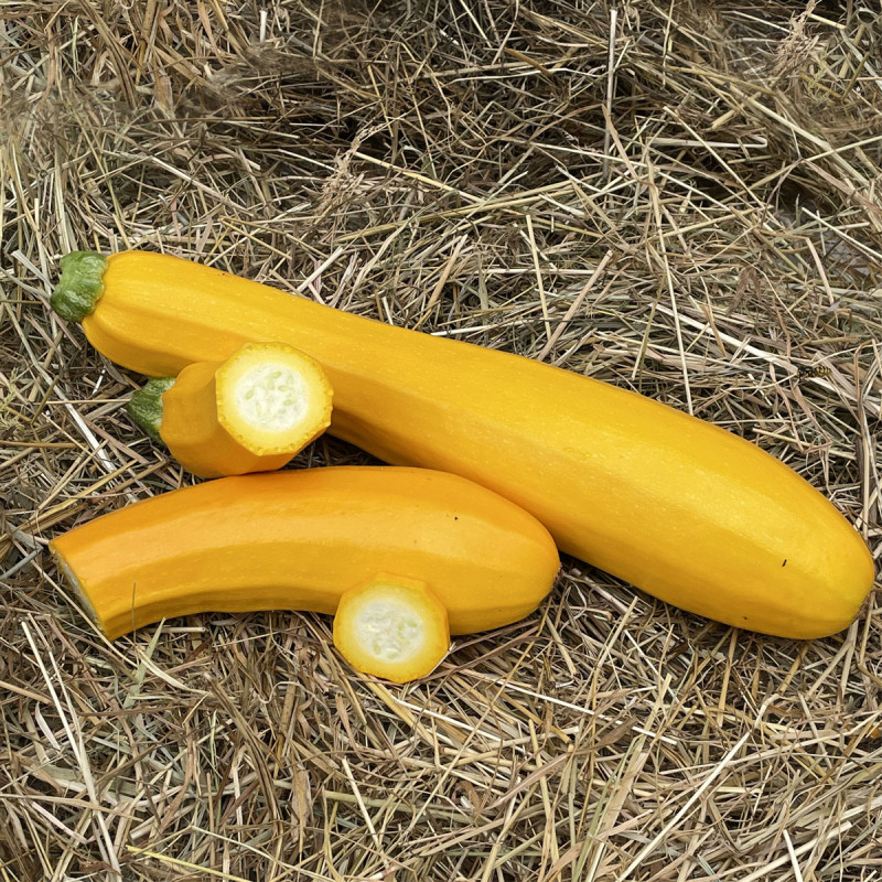 Courgette Orélia F1