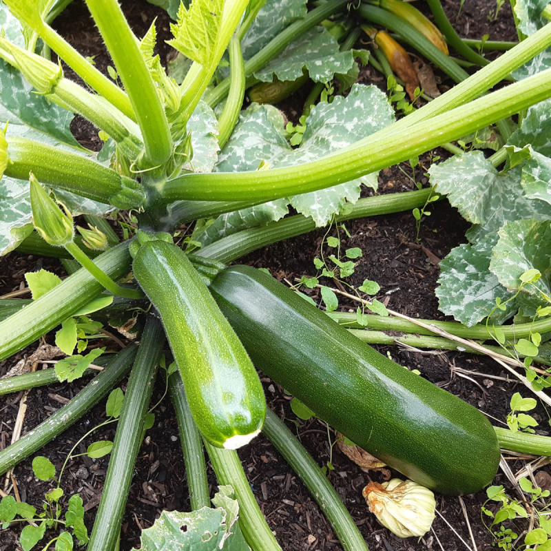 Nos graines potagères de courgette verte Tarmino F1 - La Bonne Graine