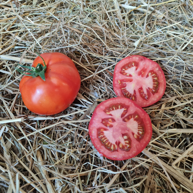 Tomate Elvirado F1