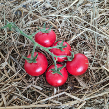 Tomate Bauna F1