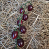 Tomate Nightshade F1