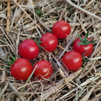 Tomate Perlino® Red F1