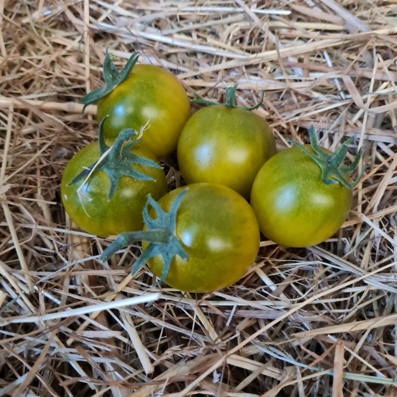 Tomate Sungreen F1