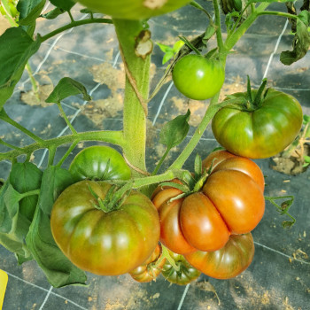 Tomate Noire De Crimee Sélection Yalta