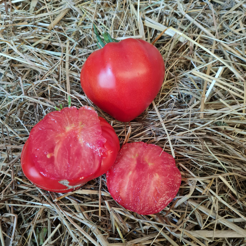 Tomate Gourmandia F1