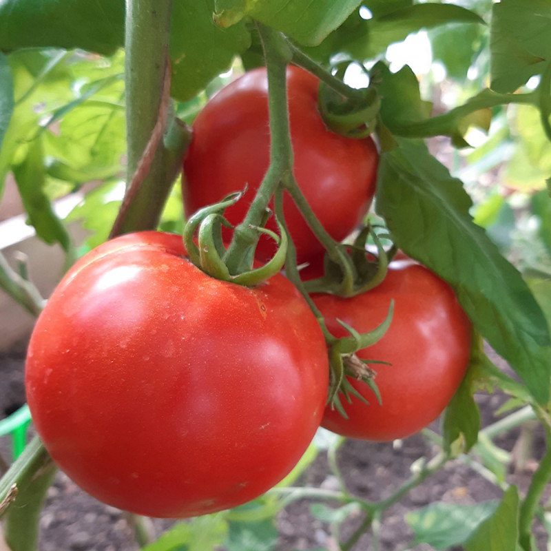 Tomate Fandango F1