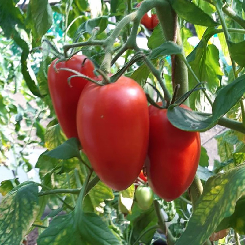 Tomate Bellandine F1