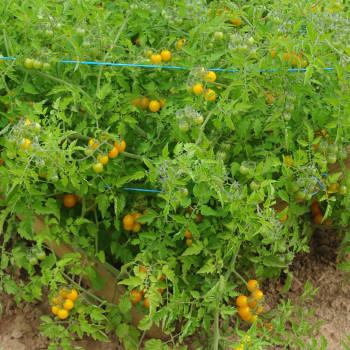 Tomate Golden Currant Bio