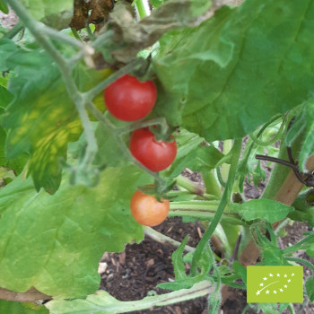 Tomate Rote Murmel Bio