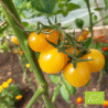 Tomate Cerise gelb (cerise jaune) Bio