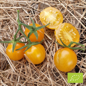 Tomate Cerise gelb (cerise jaune) Bio