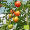 Tomate Cerise rote Bio