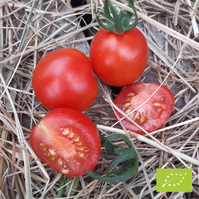 Nos graines de tomate Cerise Rote (cerise rouge) BIO - La Bonne Graine