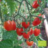 Tomate Celsior Bio