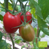 Tomate Zorarot (Rote Zora) Bio