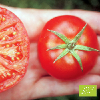 Tomate Silbertanne Bio