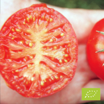 Tomate Silbertanne Bio