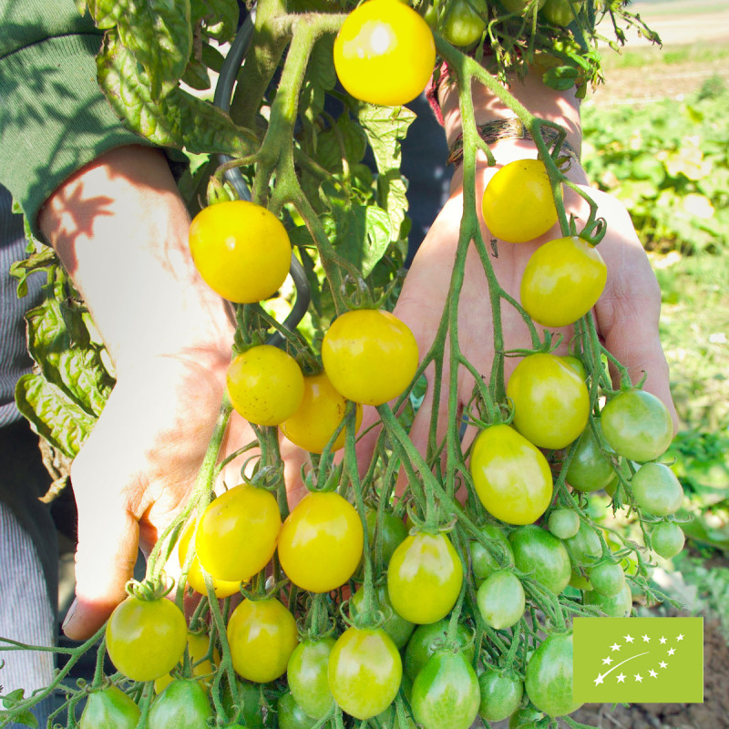 Tomate Slivowidnij Bio