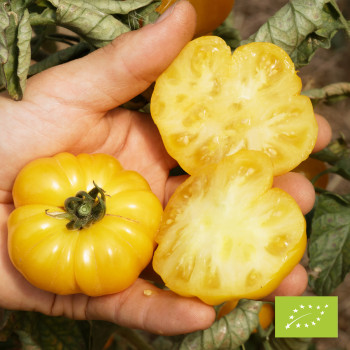 Tomate Old Yellow Candystripe Bio