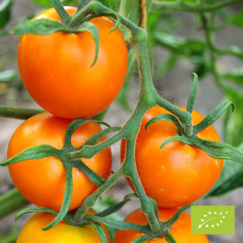 Tomate Auriga Bio