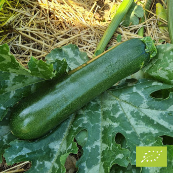 Courgette Cyriac F1 Bio