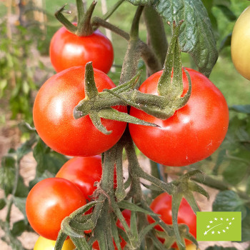 Tomate Primabella Bio