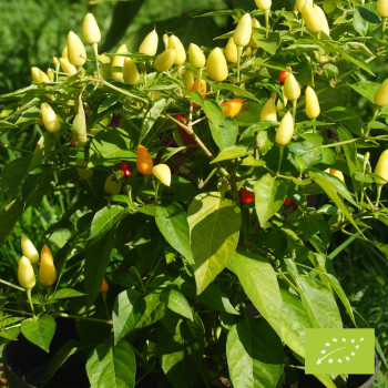 Piment Prairie Fire Bio