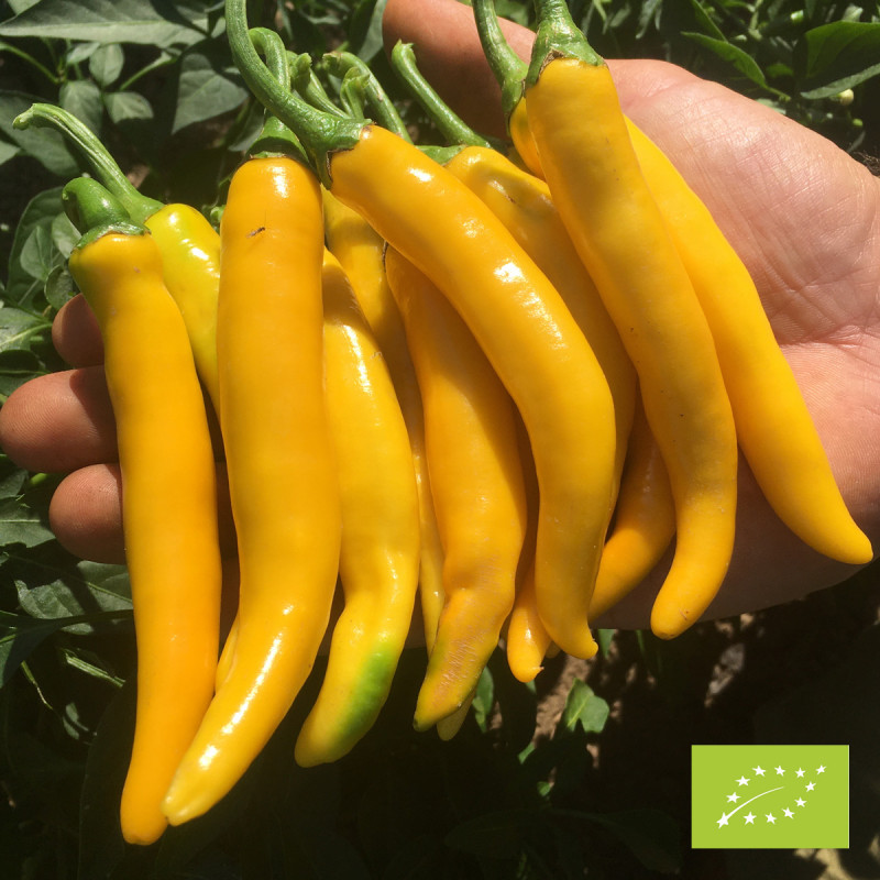 Piment Cayellow Bio