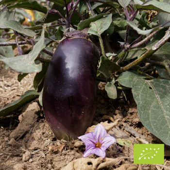 Aubergine Blaukönigin bio