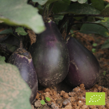 Aubergine Rezeina Bio