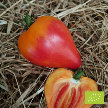 Tomate Anacoeur® Bio