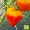 Tomate Anacoeur® Bio