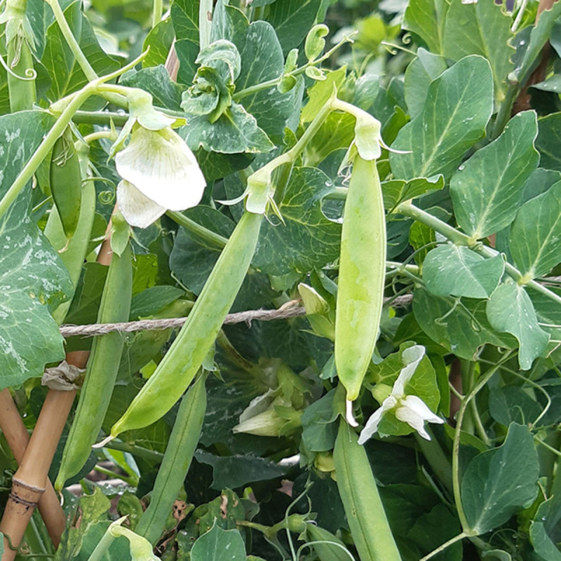 Pois Mangetout Normand