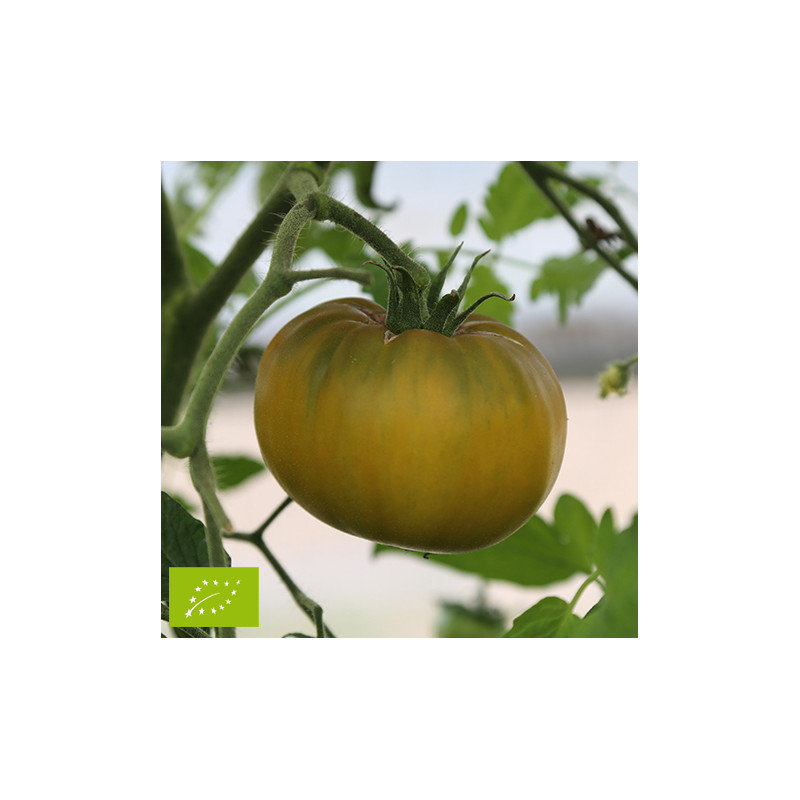 Tomate Green Pineapple (Ananas Verte) Bio