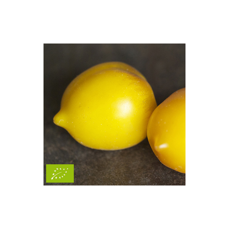 Tomate Lemon Tree (tomate citron) Bio