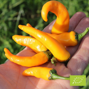 Piment Cayorange Bio