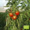 Tomate Black Ethiopian Bio