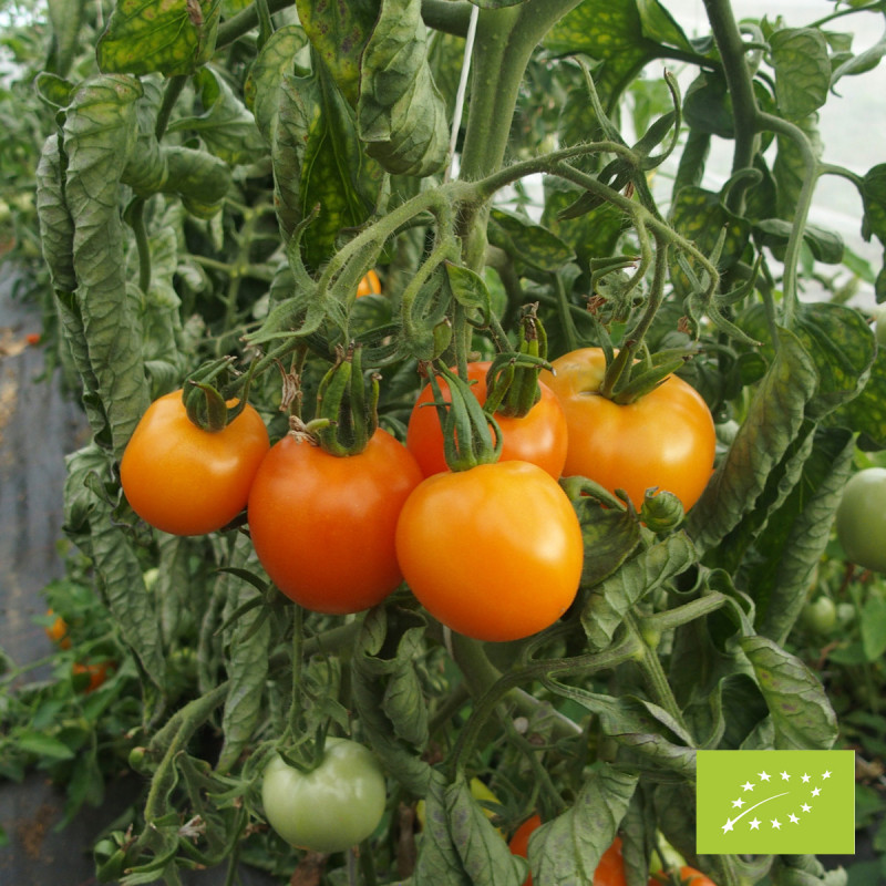 Tomate Délice d'Or Bio