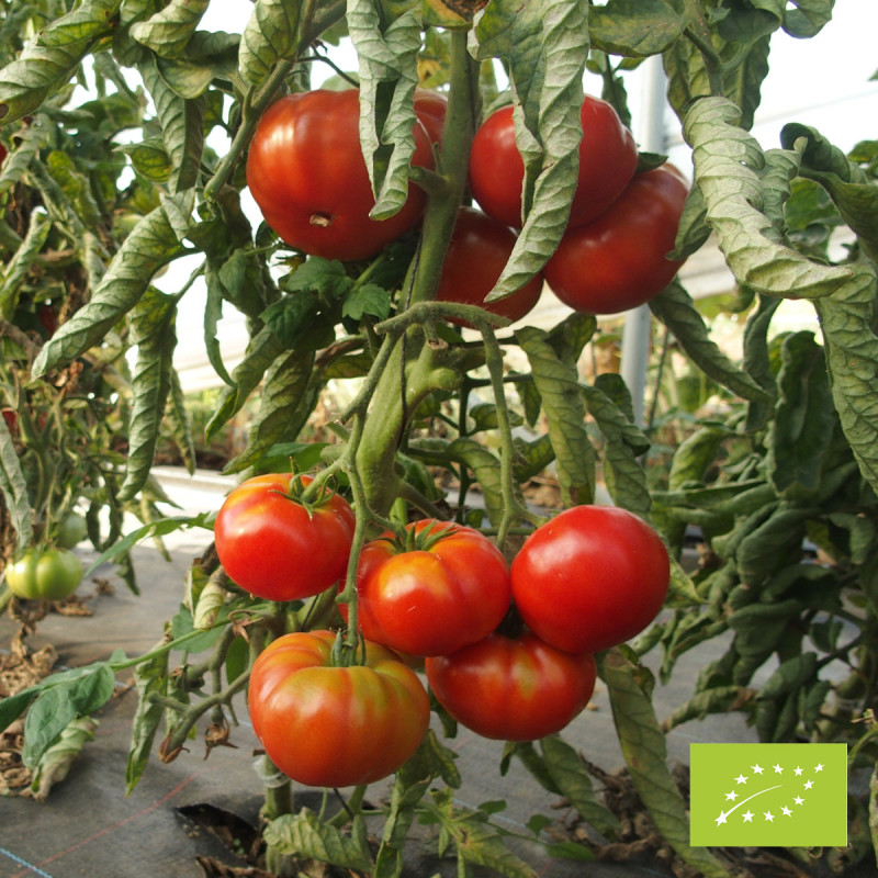 Tomate Rouge de Namur Bio