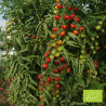 Tomate Peacevine Bio