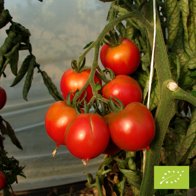 Tomate Piennolo del Vesuvio Bio