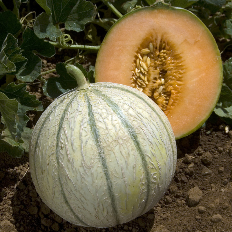 Melon Anasta F1