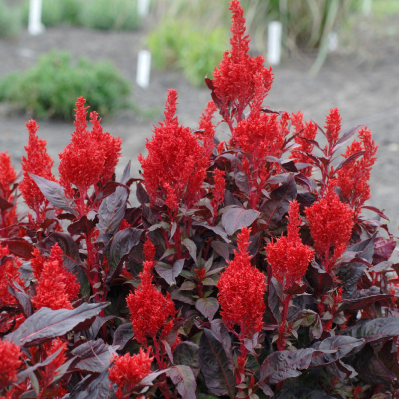 Celosia plumosa China Town