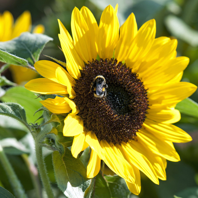 Helianthus Suntastic® F1