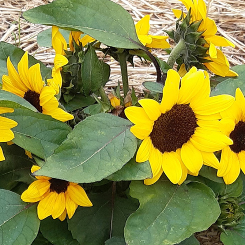 Helianthus (tournesol) nain Pacino® Yellow Dark