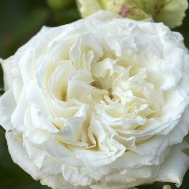 Rosier Crémet d'Anjou ®